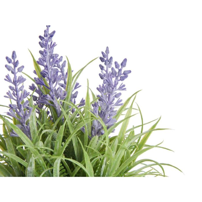 Maceta Lavanda Surtidos Ibergarden 14x21x14cm (24 Unidades) 2 Maceta Lavanda Surtidos Ibergarden 14x21x14cm (24 Unidades) 2