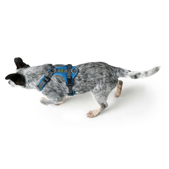 Hunter Arnés para Perro Maldon Up en Y Acolchado Reflectante 3M Scotchlite Ajustable Talla XS-S Cuello 38-62 cm Azul 2