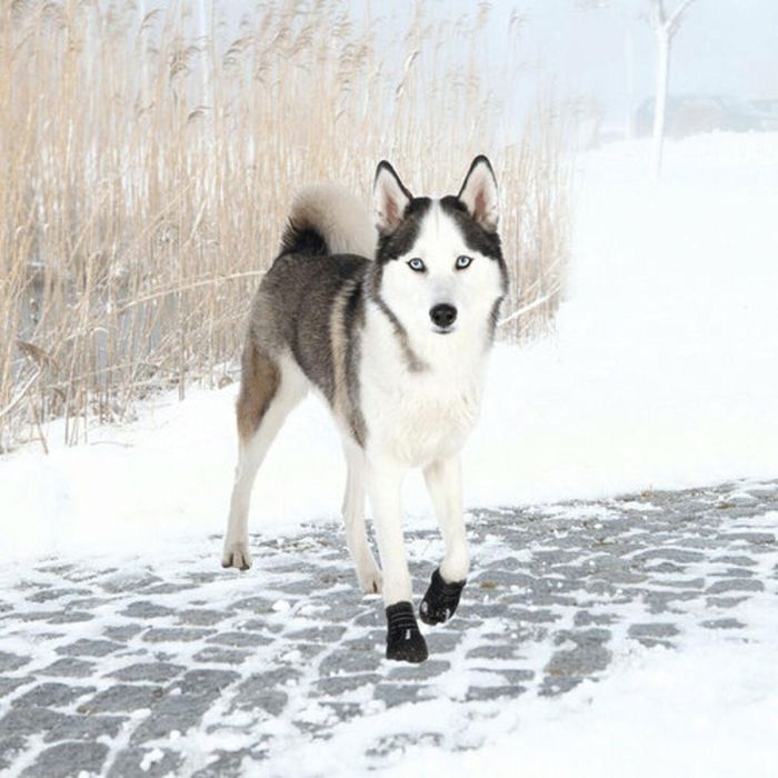 Botas Trixie 1 Botas Trixie 1