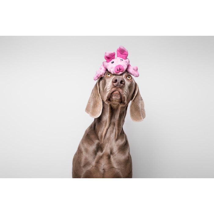 Gloria Juguete para Perro Dogmonsters Cerdito de Peluche con Cremallera, Recargable para Botella Plástica Sonido Crujiente, 100% Poliéster 2 Gloria Juguete para Perro Dogmonsters Cerdito de Peluche con Cremallera, Recargable para Botella Plástica Sonido Crujiente, 100% Poliéster 2