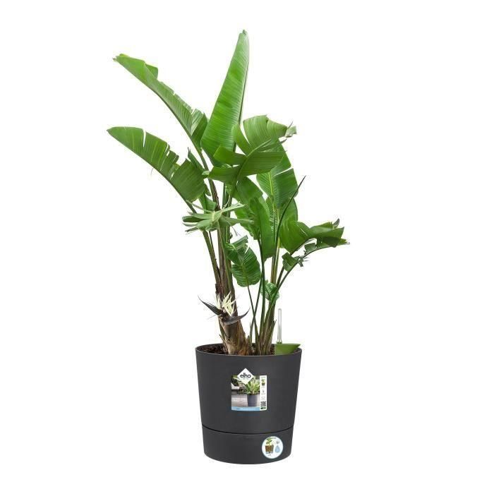 ELHO - Maceta - Greensense Aqua Care Round 30 - Gris carbón - Interior/exterior - Ø 29,5 x H 29,1 cm 2 ELHO - Maceta - Greensense Aqua Care Round 30 - Gris carbón - Interior/exterior - Ø 29,5 x H 29,1 cm 2