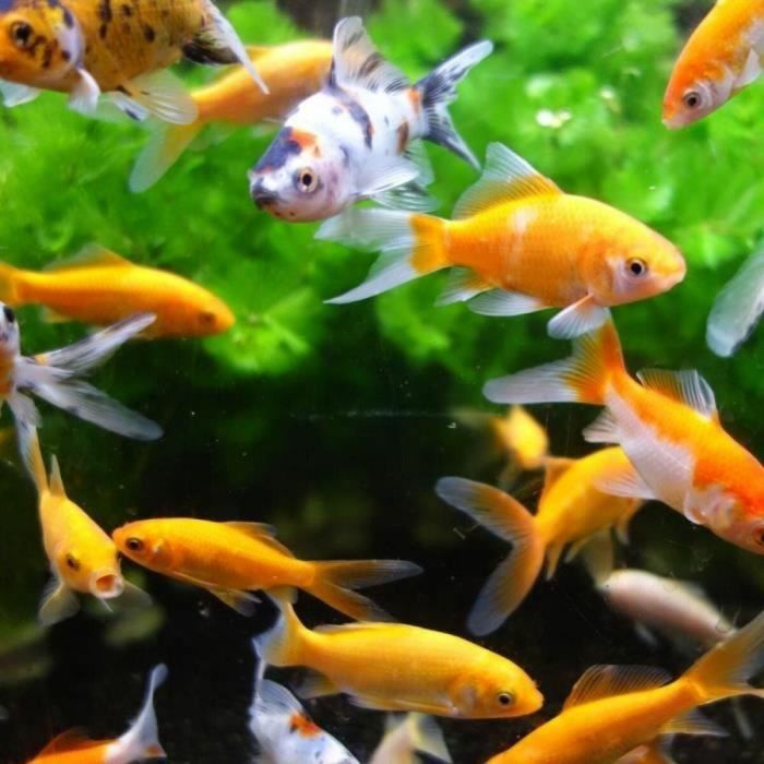 Aimé AIM3281018822113 Limpiacristales magnético para acuario 10cm 2