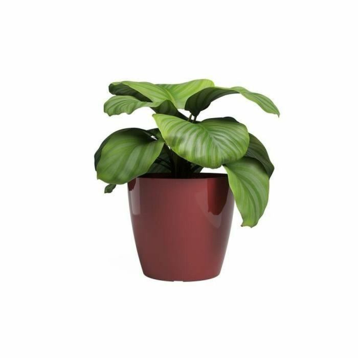 Macetero Artevasi SAN REMO Rojo Oscuro Ø 36 cm (4 Piezas) 1 Macetero Artevasi SAN REMO Rojo Oscuro Ø 36 cm (4 Piezas) 1