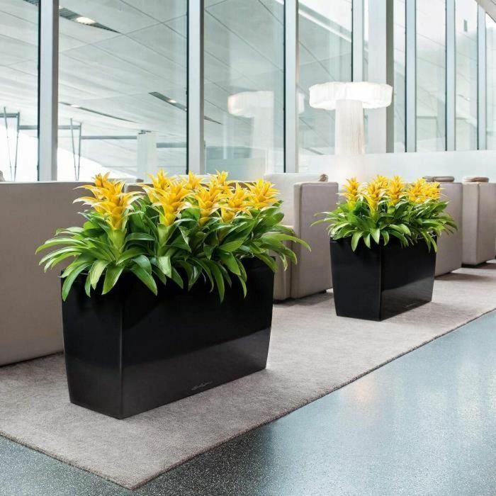 Lechuza LEC4008789188298 Macetero Cararo Premium, juego completo, rojo escarlata brillante 2 Lechuza LEC4008789188298 Macetero Cararo Premium, juego completo, rojo escarlata brillante 2