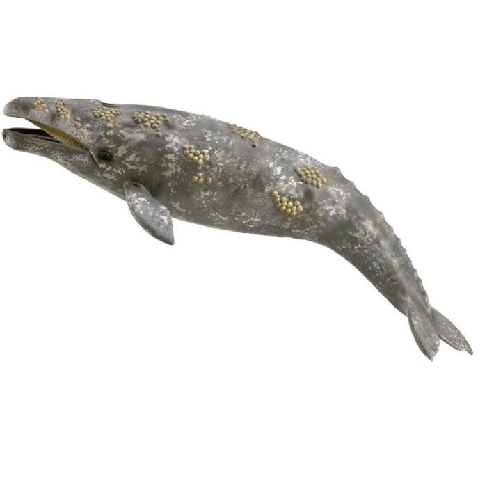 Ballena Gris - Xl - 888836 - Collecta 2 Ballena Gris - Xl - 888836 - Collecta 2