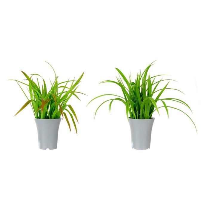 Maceta Alta Plantas Hojas Surtidos Ibergarden 14X47CM (6 Unidades) 1 Maceta Alta Plantas Hojas Surtidos Ibergarden 14X47CM (6 Unidades) 1