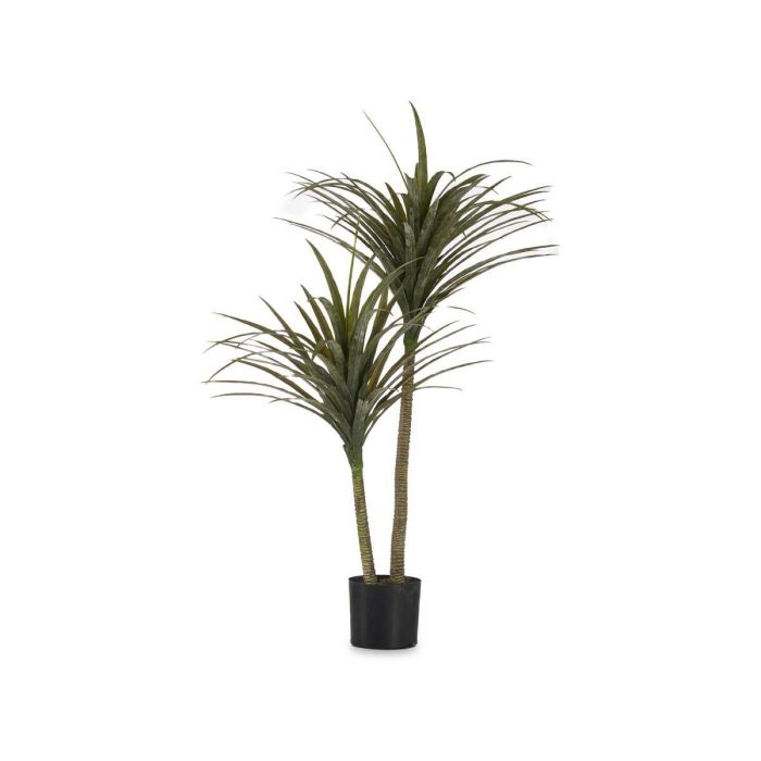 Planta con Maceta Hoja Estrecha Mediana 150 cm - Ibergarden 1 Planta con Maceta Hoja Estrecha Mediana 150 cm - Ibergarden 1