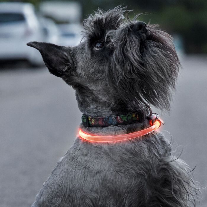 Collar LED para Mascotas Petlux InnovaGoods 12