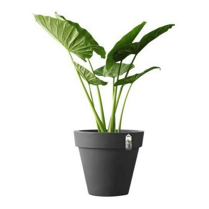 Maceta Elho 8403604042500 Antracita Ø 40 cm 1 Maceta Elho 8403604042500 Antracita Ø 40 cm 1