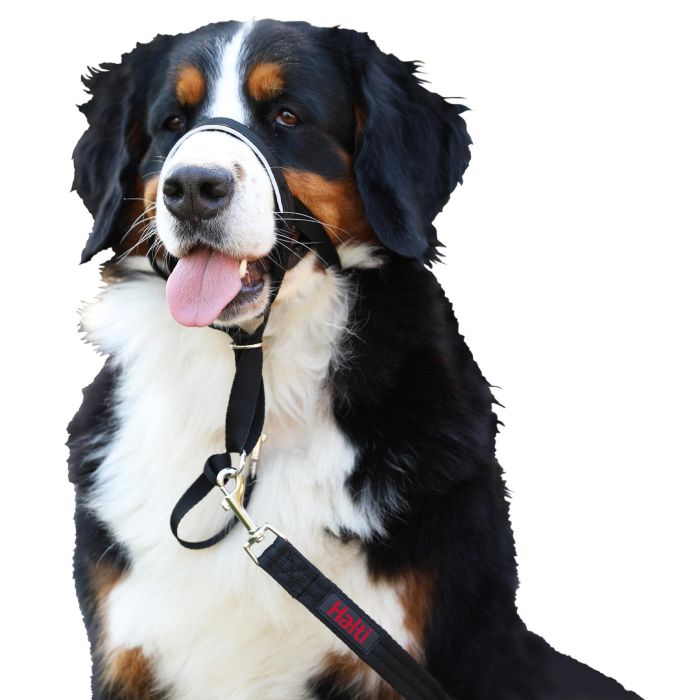 Company Of Animals Bozal Halti Headcollar Negro Talla 2 para Perros Grandes con Cuello 35-48cm y Hocico 21-28cm 3