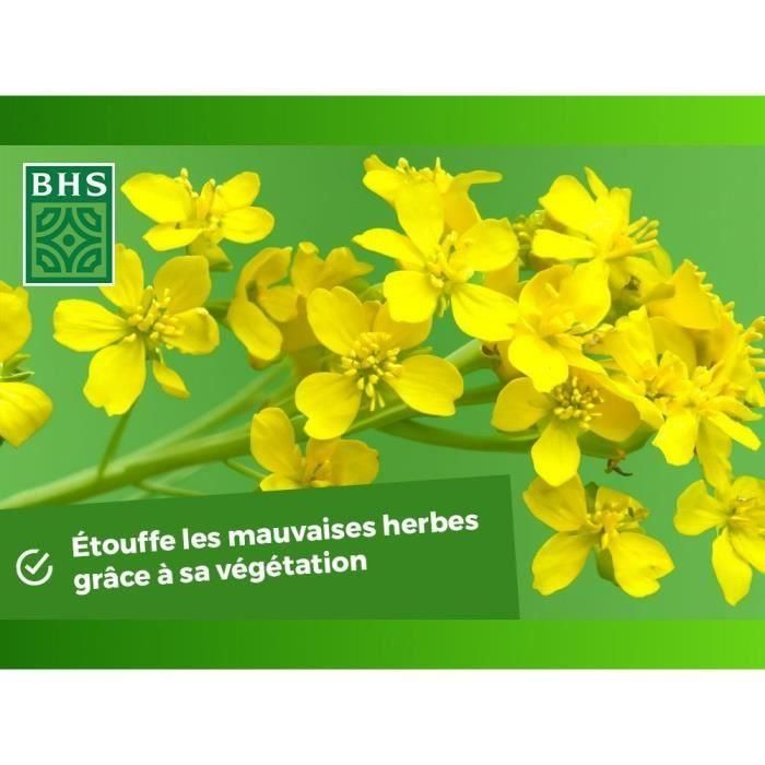 Fertilizantes Verdes - BHS - Mostaza Blanca 500g | 100 m² | Mejora y desinfecta los suelos para una mejor fertilidad. 3 Fertilizantes Verdes - BHS - Mostaza Blanca 500g | 100 m² | Mejora y desinfecta los suelos para una mejor fertilidad. 3