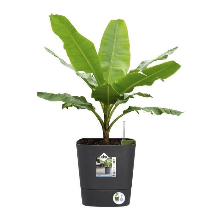 ELHO - Maceta - Greensense Aqua Care Square 30 - Gris carbón - Interior/exterior - Ø 29,5 x H 30,2 cm 2 ELHO - Maceta - Greensense Aqua Care Square 30 - Gris carbón - Interior/exterior - Ø 29,5 x H 30,2 cm 2