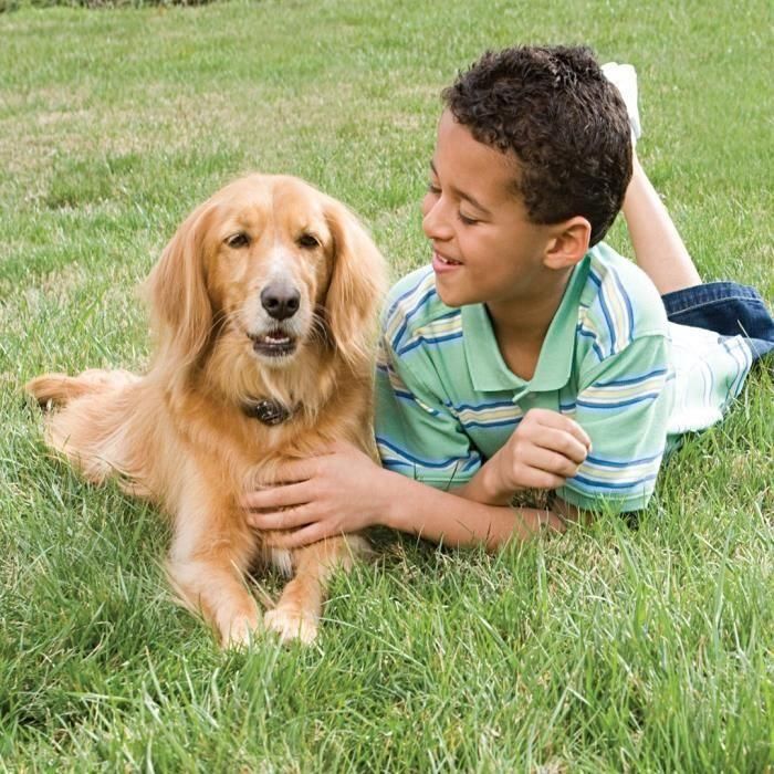 Valla antifuga para perro Radio Valla Cerdo19-15394 2 Valla antifuga para perro Radio Valla Cerdo19-15394 2