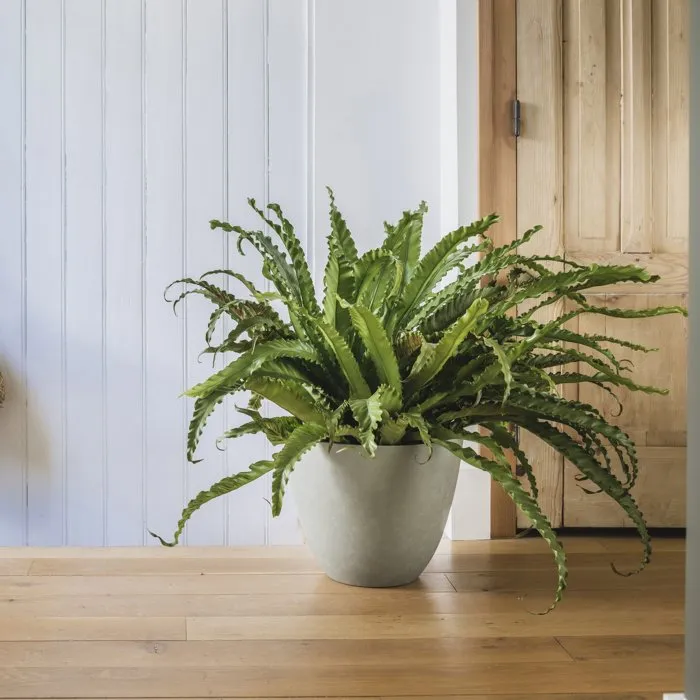 Eda Element Maceta Redonda Caqui Ø 40 cm (39.4x31.6 cm) 26.2 L Sistema de Drenaje Interior y Exterior