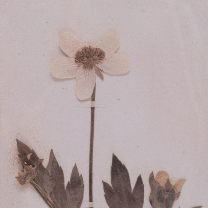 Cuadro Impresión Flores 4/M Dm-Cristal 25 X 2 X 50 cm