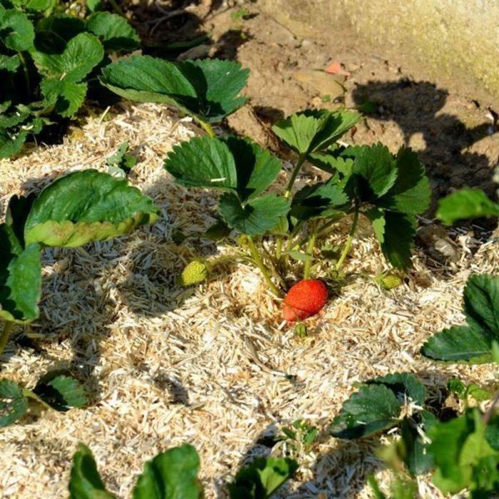 Pañuelo de cáñamo NATUREN - 100L 1 Pañuelo de cáñamo NATUREN - 100L 1