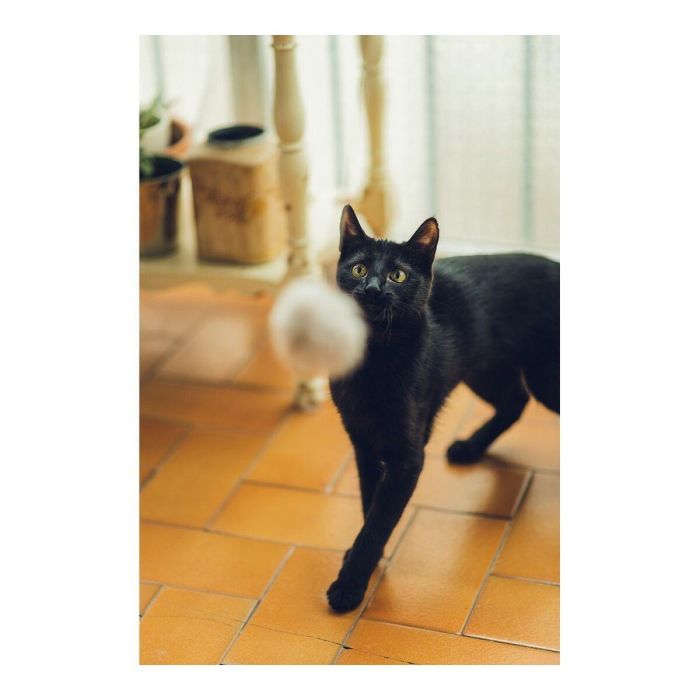 Gloria Juguete para Gato: Palo con Pompón de Piel de Conejo Real, 6 cm, Madera Natural, 100% Natural, Plastic Free 1 Gloria Juguete para Gato: Palo con Pompón de Piel de Conejo Real, 6 cm, Madera Natural, 100% Natural, Plastic Free 1