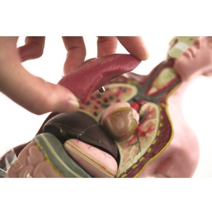 HOLA MAESTRO Anatomía del busto: descubra el cuerpo humano 3 HOLA MAESTRO Anatomía del busto: descubra el cuerpo humano 3