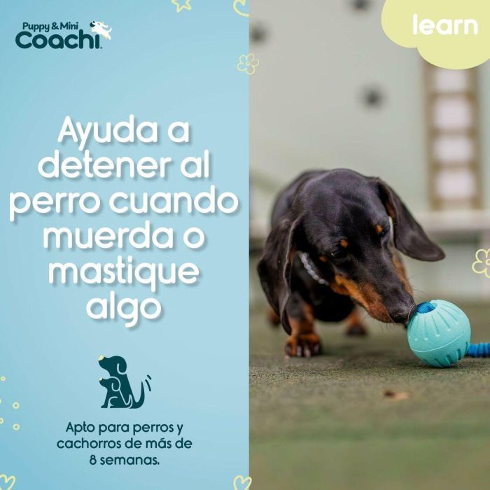 Arnés para Perro Coachi 3