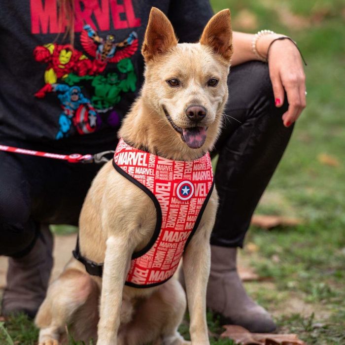 Arnés para perros m/l marvel t4m:m/l 2 Arnés para perros m/l marvel t4m:m/l 2