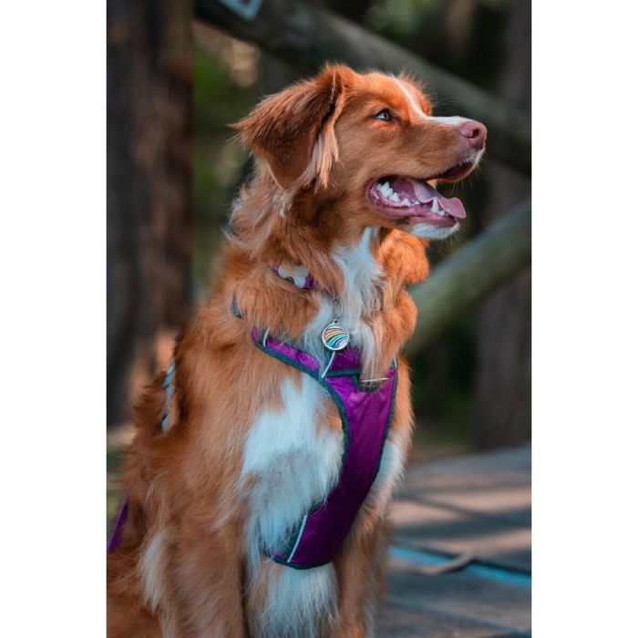Arnés para Perro Red Dingo Dingo 62-108 cm 72-112 cm Morado XL 3 Arnés para Perro Red Dingo Dingo 62-108 cm 72-112 cm Morado XL 3