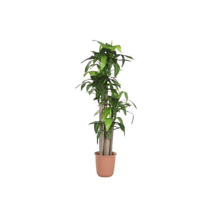 DKD Home Decor Planta Tropical Dracaena Artificial de Polietileno Verde y Marrón, 80 cm Ancho x 180 cm Alto x 80 cm Profundidad (Pack de 2 Unidades)