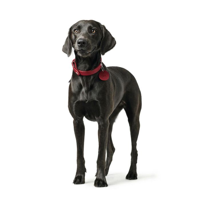 Collar Aalborg L Cuello:45-55 cm Rojo 1 Collar Aalborg L Cuello:45-55 cm Rojo 1