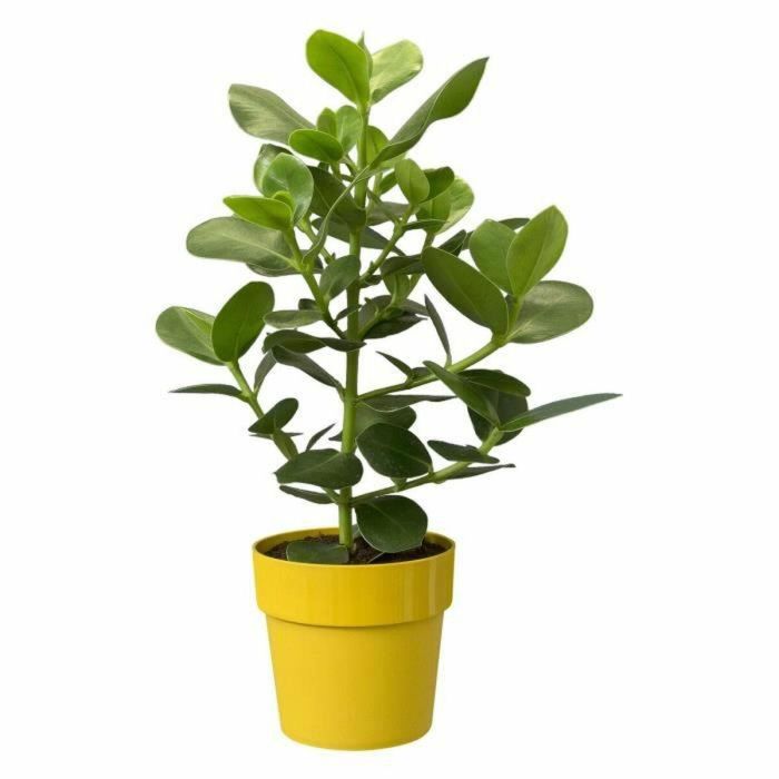 Elho B.for Original Round 30 Maceta Redonda Ocre para Plantas de Interior Ø29.5cm, 13.1L Polipropileno 1