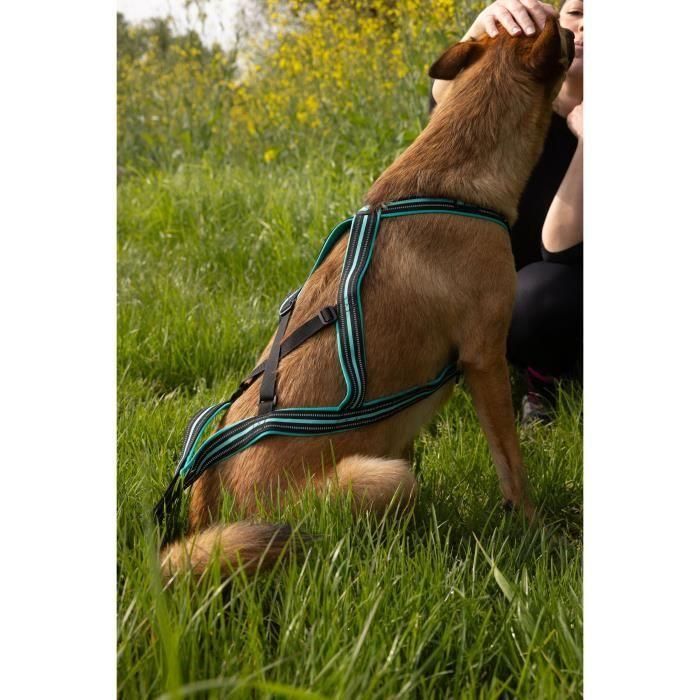 Cani C Gear AUC3760402170332 Arnés de Tracción para Perros Tipo X-back Olympia XL Azul 2