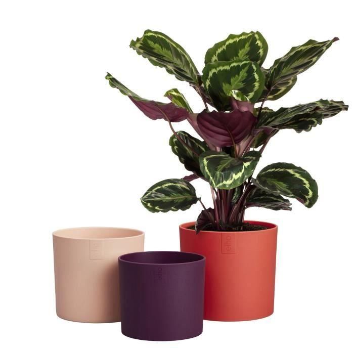 Maceta - Elho - Lex Pott - Set 14 - Rojo Rosa Morado - L 14 x An 13,8 x Al 12 cm - Interior - 100% reciclado 4 Maceta - Elho - Lex Pott - Set 14 - Rojo Rosa Morado - L 14 x An 13,8 x Al 12 cm - Interior - 100% reciclado 4