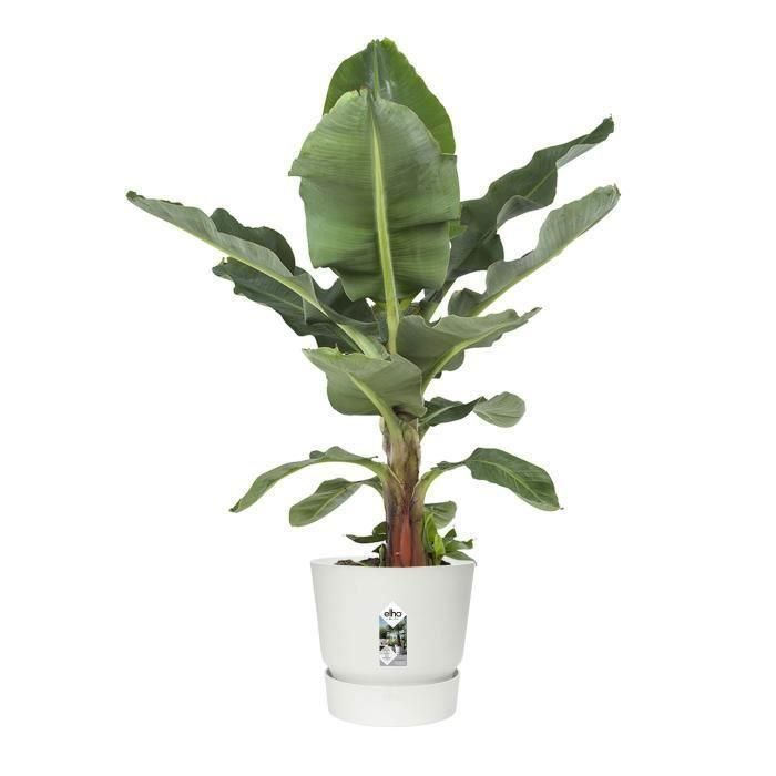 Maceta redonda ELHO Greenville 40 - Exterior - Ø 39 x H 36.8 cm - Blanco 4 Maceta redonda ELHO Greenville 40 - Exterior - Ø 39 x H 36.8 cm - Blanco 4