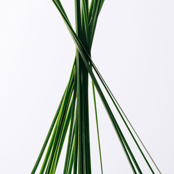 Loewe Esencia Eau de Toilette Vaporizador 100 ml Hombre Amaderada Loewe Esencia Eau de Toilette Vaporizador 100 ml Hombre Amaderada