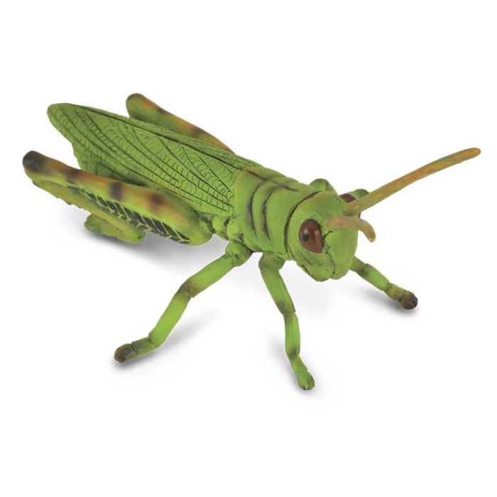 Collecta 88352 - Figura de Saltamontes Escala M - Réplica Animal Detallada, Pintada a Mano, Educacional, Insecto para Niños +3 Años Collecta 88352 - Figura de Saltamontes Escala M - Réplica Animal Detallada, Pintada a Mano, Educacional, Insecto para Niños +3 Años