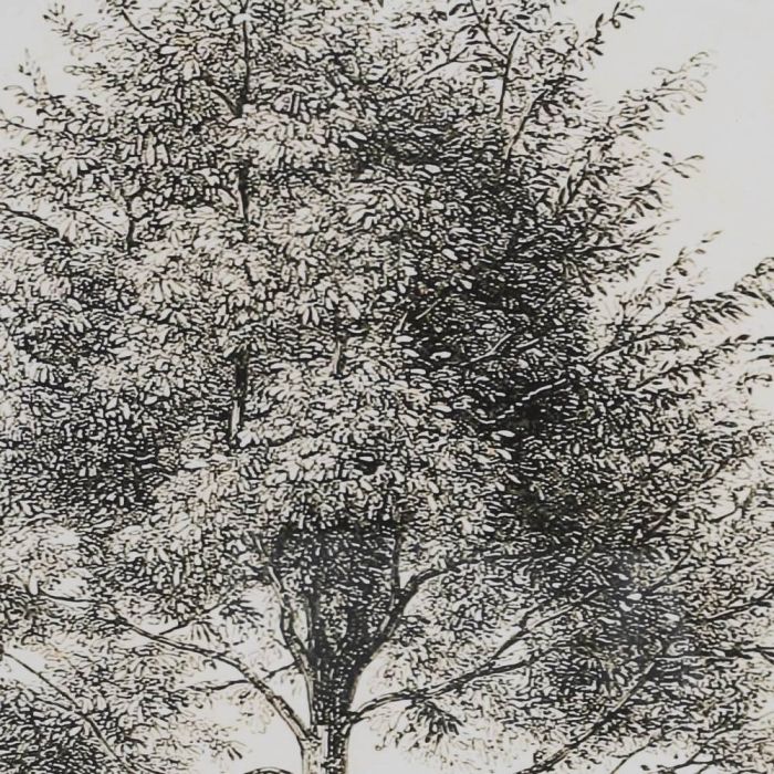 Cuadro Impresión Árbol 2/M 45 X 2,50 X 60 cm