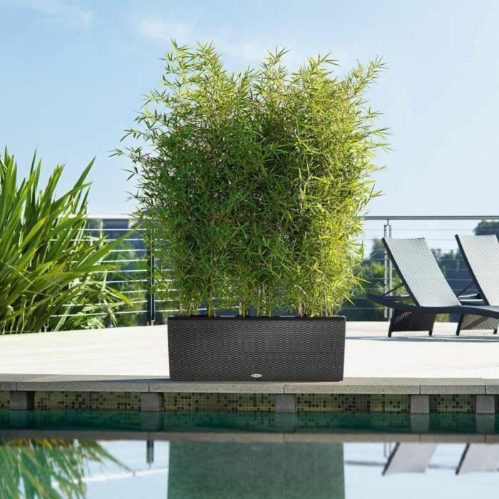 Lechuza LEC4008789150035 Maceta Trio Cottage 30 granito con sistema de riego integrado, resistente a la intemperie 3