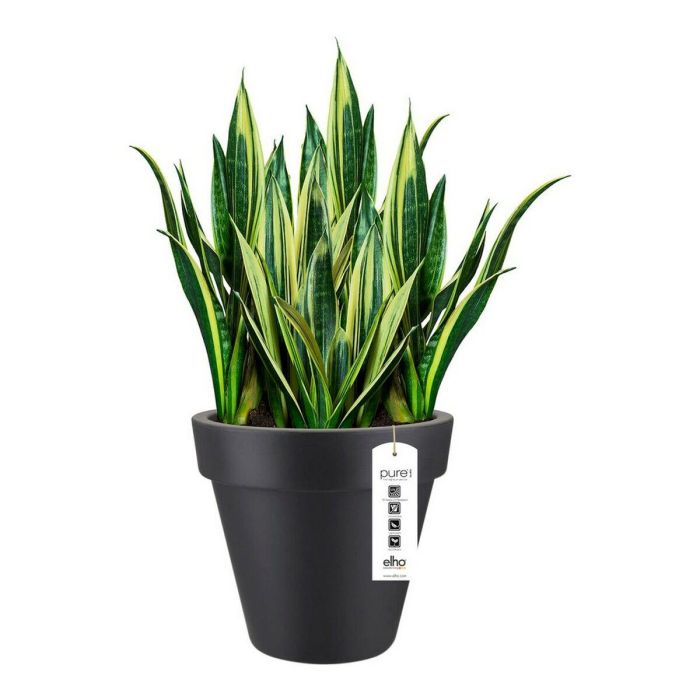 Maceta Elho 8403604042500 Antracita Ø 40 cm 4 Maceta Elho 8403604042500 Antracita Ø 40 cm 4