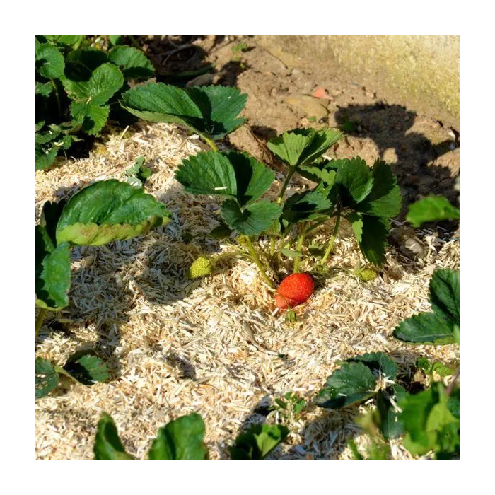 Naturen Pañuelo de Cáñamo para Jardinería Mulching 100L - Protección y Enriquecimiento del Suelo Natural 3