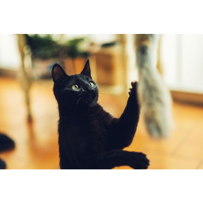 Gloria Palo con Gusano de Piel de Conejo para Gato Juguete Natural Hecho en España 5