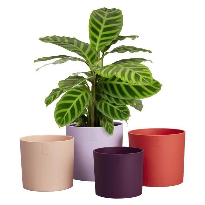Maceta - Elho - Lex Pott - Set 15 - Morado Rojo Rosa Violeta - L 15 x An 14,8 x Al 14 cm - Interior - 100% reciclado 4 Maceta - Elho - Lex Pott - Set 15 - Morado Rojo Rosa Violeta - L 15 x An 14,8 x Al 14 cm - Interior - 100% reciclado 4