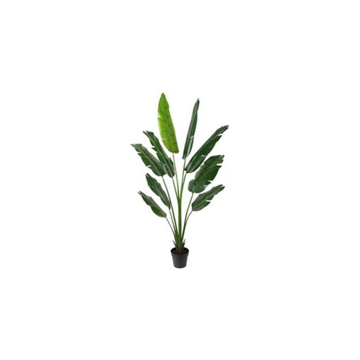 DKD Home Decor Árbol del viajero de PE Verde 60 x 180 x 60 cm (2 Unidades)