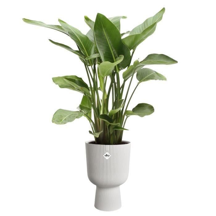Elho ELH2904503045100 Maceta Vibes Fold Coupe, Blanco, L 30xAn 29.5xAl 45 cm, Interior, 100% Reciclado 4 Elho ELH2904503045100 Maceta Vibes Fold Coupe, Blanco, L 30xAn 29.5xAl 45 cm, Interior, 100% Reciclado 4