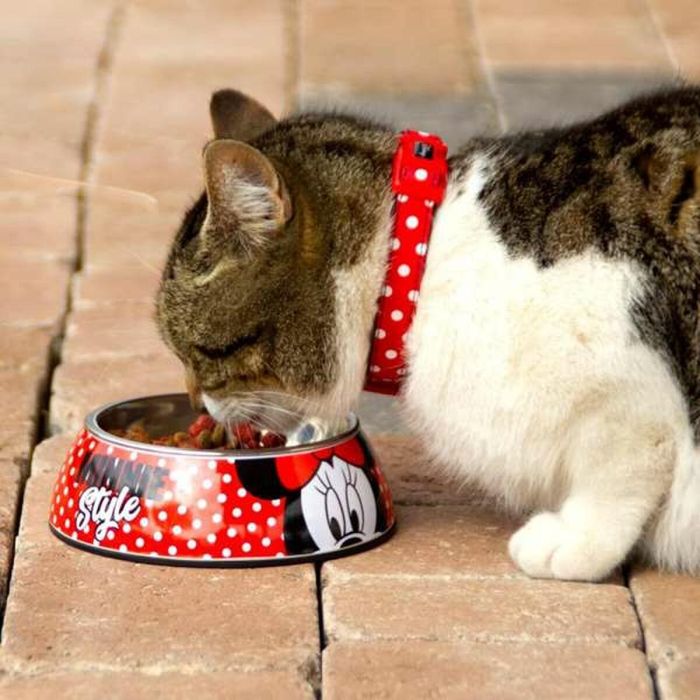 Comedero para perro l minnie t4l:l 6 Comedero para perro l minnie t4l:l 6