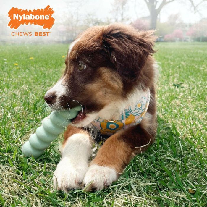 Mordedor de perro Nylabone SENSORY TACTILE STICK Verde Manteca de cacahuete Bacon S 2 Mordedor de perro Nylabone SENSORY TACTILE STICK Verde Manteca de cacahuete Bacon S 2