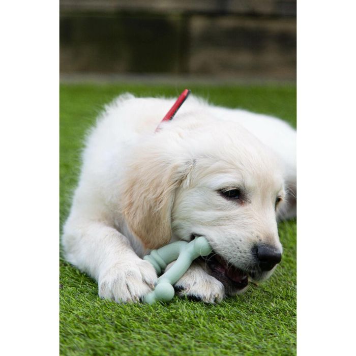 Mordedor de perro Nylabone SENSORY TACTILE RING Verde Manteca de cacahuete Pollo S 2