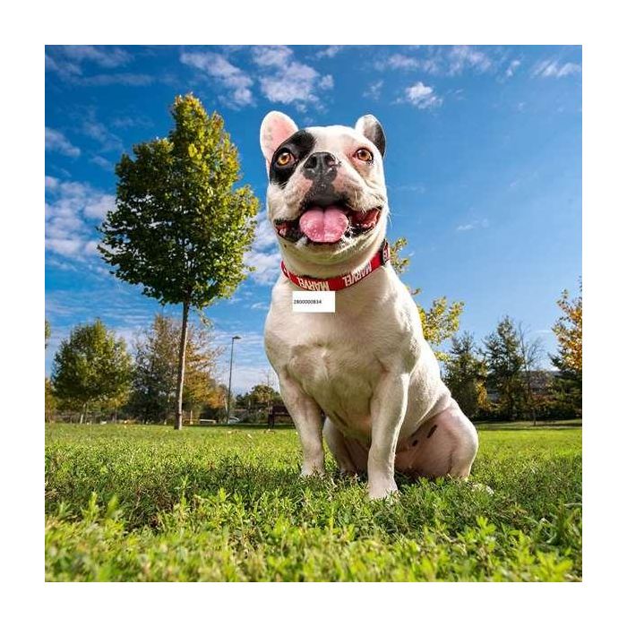 Marvel t1XXS:XXS/XS Collar Premium para Perros | Talla XXS/XS | Color Rojo 4 Marvel t1XXS:XXS/XS Collar Premium para Perros | Talla XXS/XS | Color Rojo 4