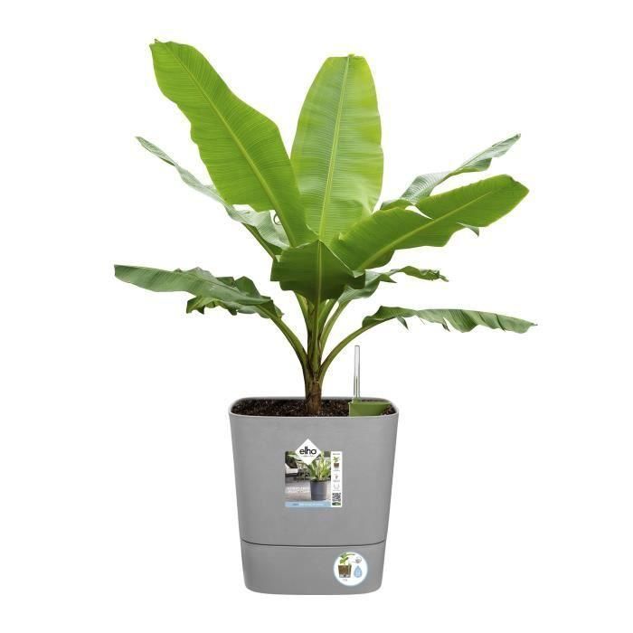 ELHO - Maceta - Greensense Aqua Care Square 30 - Cemento claro - Interior/exterior - Ø 29,5 x H 30,2 cm 2 ELHO - Maceta - Greensense Aqua Care Square 30 - Cemento claro - Interior/exterior - Ø 29,5 x H 30,2 cm 2