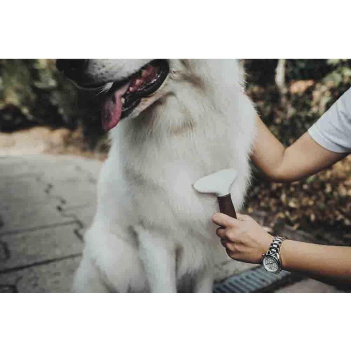 Hunter Peine de Curry Antienredos para Perros de Pelo Largo y Denso con Doble Fila de Púas de Acero Inoxidable - Elimina Pelo Muerto 4 Hunter Peine de Curry Antienredos para Perros de Pelo Largo y Denso con Doble Fila de Púas de Acero Inoxidable - Elimina Pelo Muerto 4