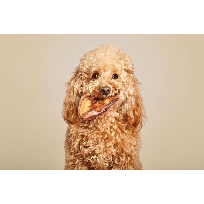 Gloria Snack Natural de Orejas de Cerdo 100% Secas al Horno para Perros, Ricas en Colágeno, Lote de 10 Unidades Pequeñas