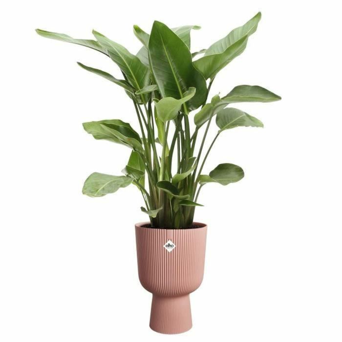 Elho ELH2904503018100 Maceta Vibes Fold Coupe Rosa para Interior, 100% Reciclada, 30x29,5x45 cm 2