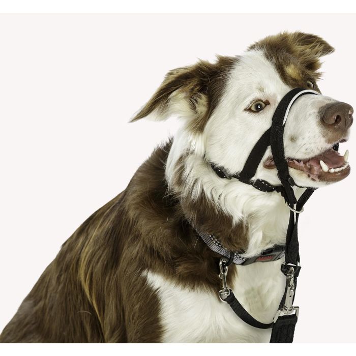 Bozal Halti Headcollar Negro Talla 1 5 Bozal Halti Headcollar Negro Talla 1 5